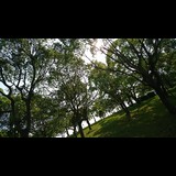 さくさく さくら