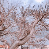 桜咲 飛鳥
