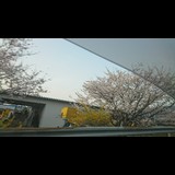 さくさく さくら