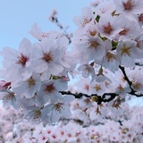 桜咲 飛鳥